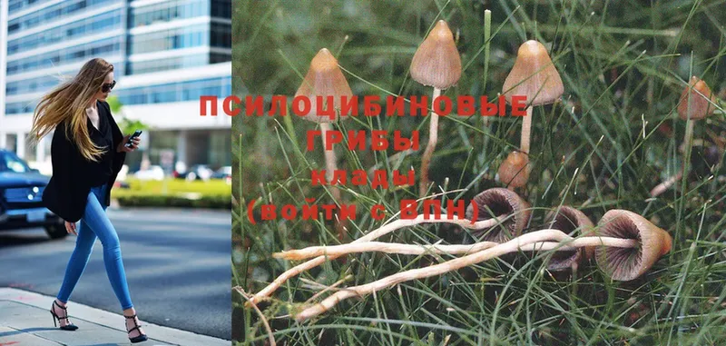 Галлюциногенные грибы Magic Shrooms  как найти   МЕГА зеркало  Бикин 